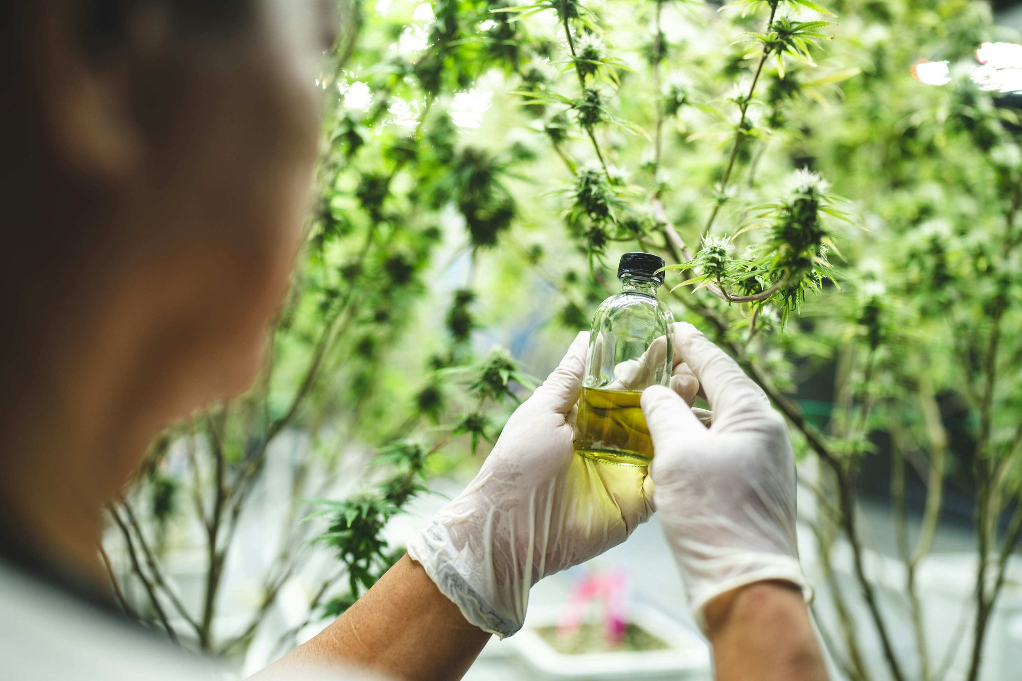 Cannabis Traceability Software