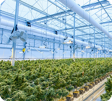 Wholesale
