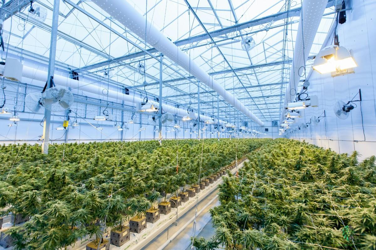 Indoor cannabis grow